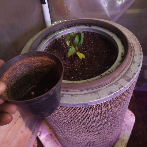Bludreen  #1 growlog photo: Transplantes de vaso 😎🍻 
Só aguarda mostra sexo e só flori 🤤