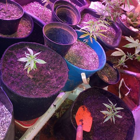 Bludreen  #1 growlog photo: Transplantes de vaso 😎🍻 
Só aguarda mostra sexo e só flori 🤤