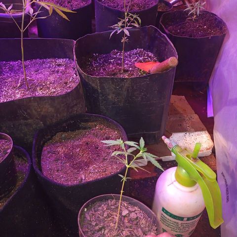 Bludreen  #1 growlog timeline photo