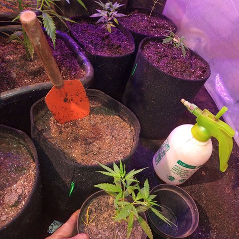 Bludreen  #1 growlog photo: Seguindo com transplante 😎🍻