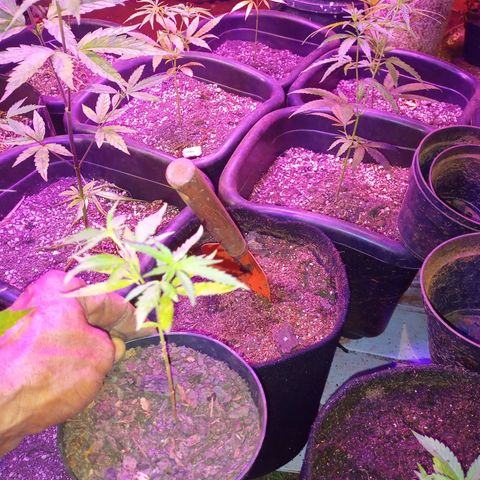 Bludreen  #1 growlog timeline photo