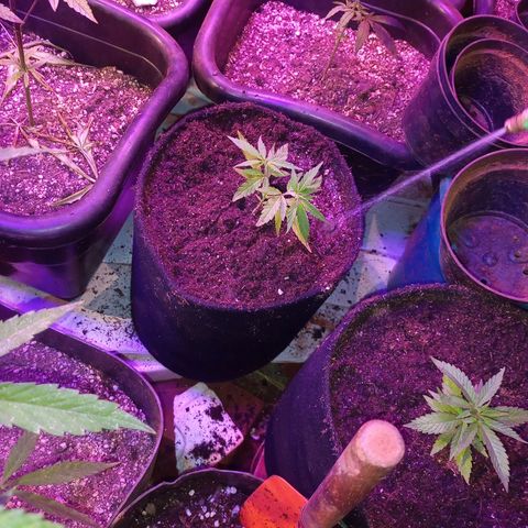 Bludreen  #1 growlog timeline photo