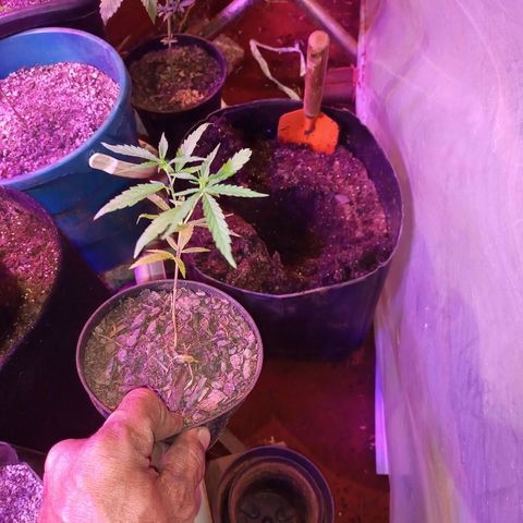 Bludreen  #1 growlog photo: Transplantes de vaso 😎🍻 
Só aguarda mostra sexo e só flori 🤤