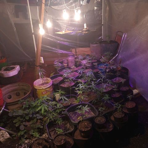 Bludreen  #1 growlog photo: Transplantes de vaso 😎🍻 
Só aguarda mostra sexo e só flori 🤤