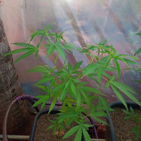 Sativa Ruderalis x Sativa 🍁 growlog photo: Floração 🥰🍁Sativa com Ruderaliz x hibrida 