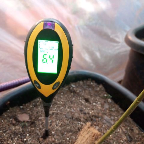 Sativa Ruderalis x Sativa 🍁 growlog timeline photo