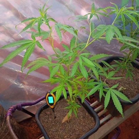 Sativa Ruderalis x Sativa 🍁 growlog timeline photo