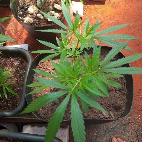 😎 🍻 Sativa 🍁 growlog timeline photo