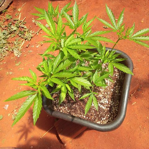 😎🍻Sativa x Ruderalis 🍁 growlog timeline photo