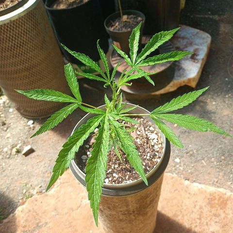 A feinha 😎🍻 Sativa 🍁 growlog timeline photo