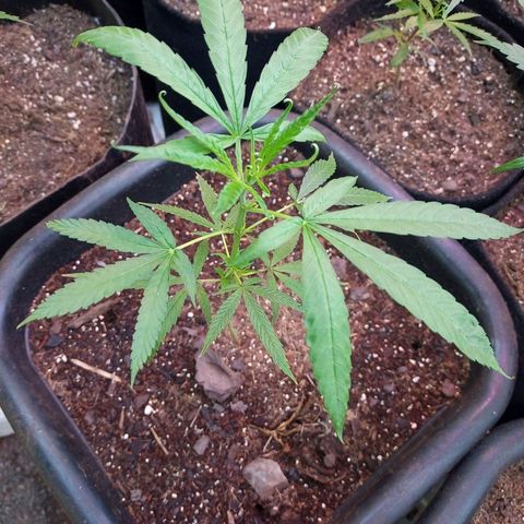 Sativa THC 🍁💕💐🥰 growlog timeline photo