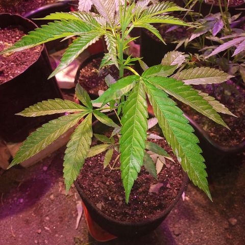 Bludreen  #1 growlog timeline photo