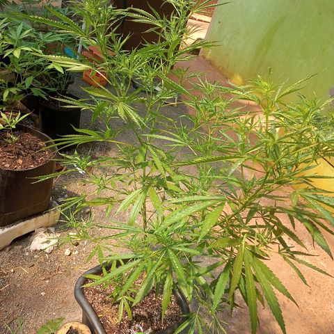 Sativa 🍁 growlog photo: Duas semanas de Flora 😍 
Folhas enrolando baichicima umidade 🥵