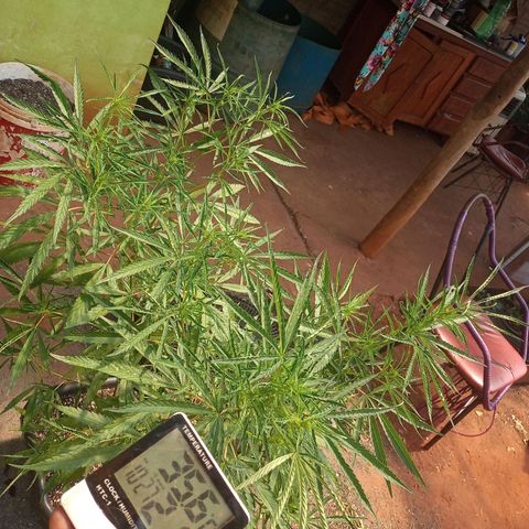 Sativa 🍁 growlog timeline photo