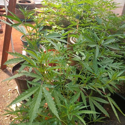 Sativa Ruderalis x Sativa 🍁 growlog photo: 2 semana de flora 🥰💕❤️💐