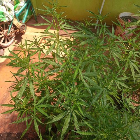 Bludreen CBD growlog photo: 2semana flora 🥰