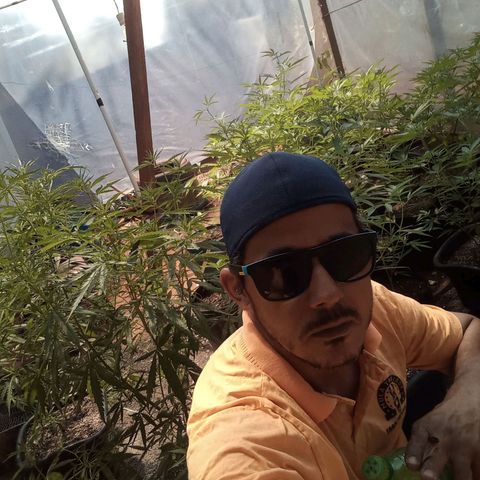 Bludreen CBD growlog photo: 2semana flora 🥰