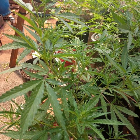 Sativa Ruderalis x Sativa 🍁 growlog photo: 2 semana de flora 🥰💕❤️💐