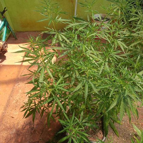 Bludreen CBD growlog photo: 2semana flora 🥰