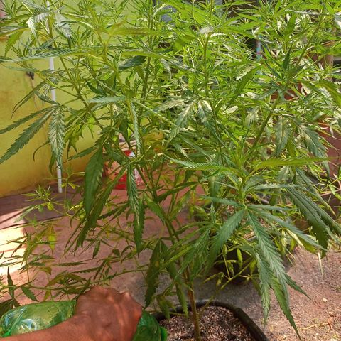 Bludreen CBD growlog photo: 2semana flora 🥰