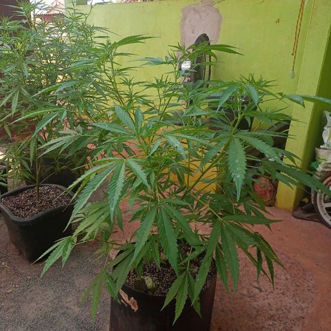 Bludreen x Sativa 🍁💕 growlog photo: Segunda semana na floração 🍁💕🥰