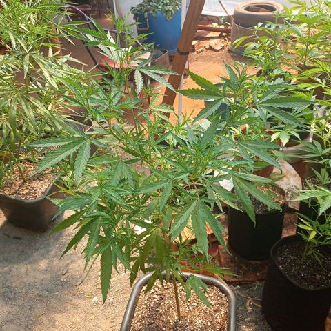 Sativa Ruderalis x Sativa 🍁 growlog photo: 2 semana de flora 🥰💕❤️💐