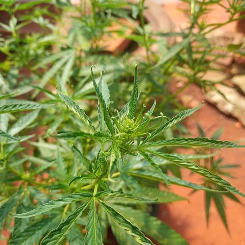Bludreen CBD growlog photo: Segunda semana de floração 😎🍻❤️💕🥰 umidade muito baixa enrolando as folhas pra dentro 