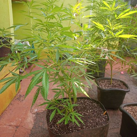 Sativa 🍁 THC growlog photo: Segunda semana de floração 💐🥰💕umidade super baixa 🥵