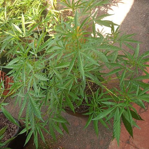 Sativa 🍁 THC growlog photo: Segunda semana de floração 💐🥰💕umidade super baixa 🥵