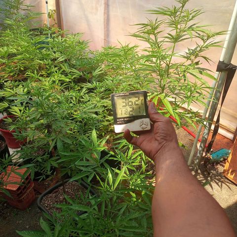 Sativa 🍁 THC growlog timeline photo