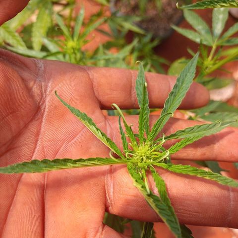 Bludreen CBD growlog photo: Segunda semana de floração 😎🍻❤️💕🥰 umidade muito baixa enrolando as folhas pra dentro 
