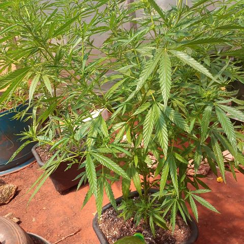 Bludreen CBD growlog photo: Segunda semana de floração 😎🍻❤️💕🥰 umidade muito baixa enrolando as folhas pra dentro 