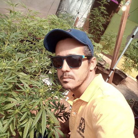 Bludreen CBD growlog photo: Segunda semana de floração 😎🍻❤️💕🥰 umidade muito baixa enrolando as folhas pra dentro 