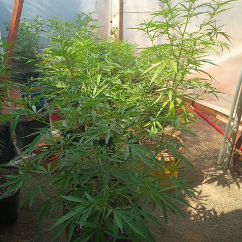 Sativa 🍁 THC growlog photo: Segunda semana de floração 💐🥰💕umidade super baixa 🥵