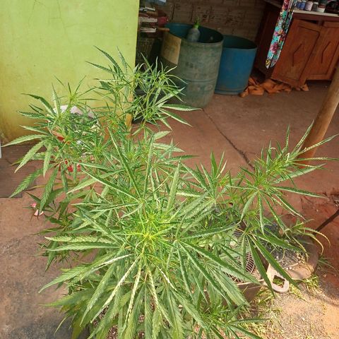 Sativa 🍁 growlog photo: Duas semanas de Flora 😍 
Folhas enrolando baichicima umidade 🥵