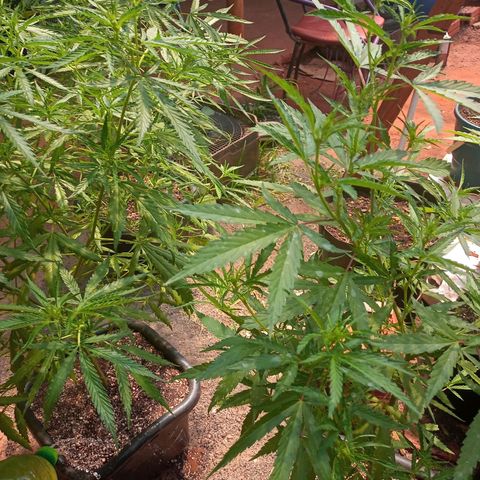 Bludreen CBD growlog photo: 2semana flora 🥰