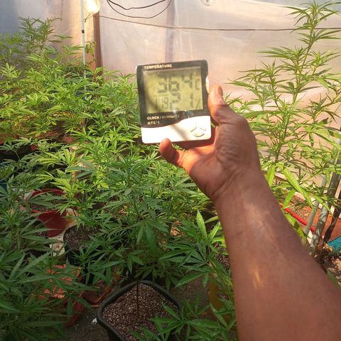Sativa 🍁 THC growlog timeline photo