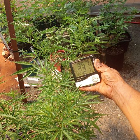 Sativa 🍁 growlog timeline photo