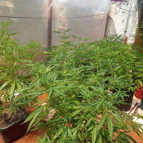 Bludreen CBD growlog photo: Segunda semana de floração 😎🍻❤️💕🥰 umidade muito baixa enrolando as folhas pra dentro 