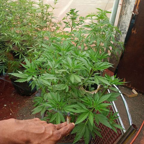 😎🍻Sativa x Ruderalis 🍁 growlog photo: Floração 😍💐💕