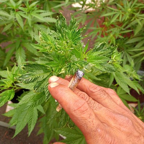 😎🍻 Bludreen CBD  growlog timeline photo