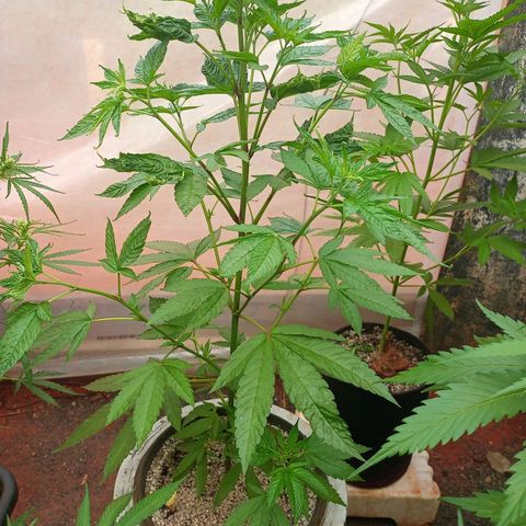 😎🍻 Bludreen CBD  growlog photo: Umidade muito baicha folgar retorcidas 😞 pouca rega também com pouca água alimentei a quantidade de água apliquei Calbor-mag pra ajudar na recuperação 😎🍻