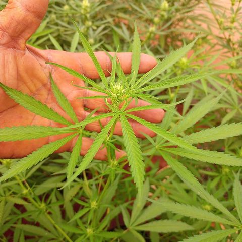 😎 🍻 Sativa 🍁 growlog photo: Demorei atualizar a planta pra flora mas tá aí gatinha a menina 🥰💐💕