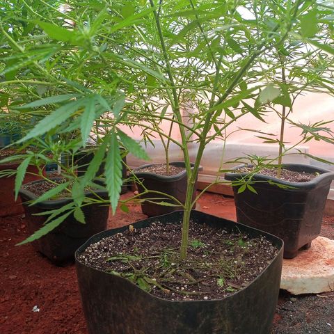 😎 🍻 Sativa 🍁 growlog photo: Demorei atualizar a planta pra flora mas tá aí gatinha a menina 🥰💐💕