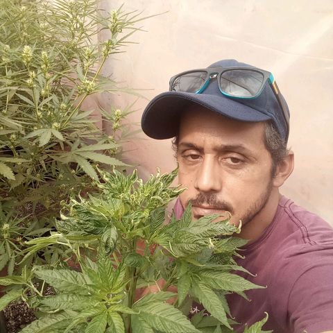 😎🍻 Bludreen CBD  growlog photo: 💐🥰