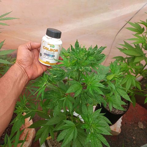 😎🍻 Bludreen CBD  growlog photo: Umidade muito baicha folgar retorcidas 😞 pouca rega também com pouca água alimentei a quantidade de água apliquei Calbor-mag pra ajudar na recuperação 😎🍻