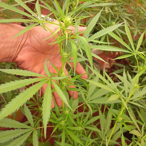 😎 🍻 Sativa 🍁 growlog photo: Demorei atualizar a planta pra flora mas tá aí gatinha a menina 🥰💐💕