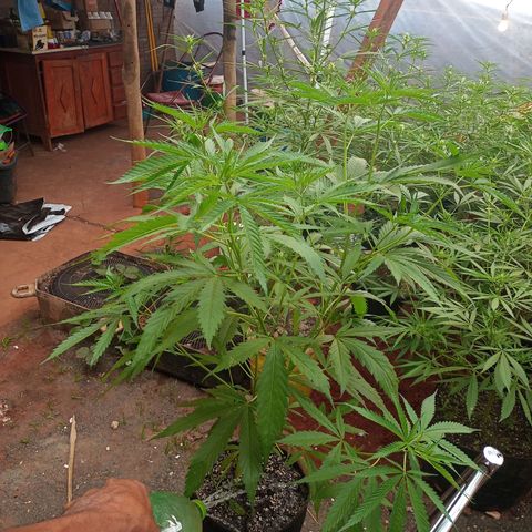 Bludreen  #1 growlog photo: Bludreen Flora 😍💐💕