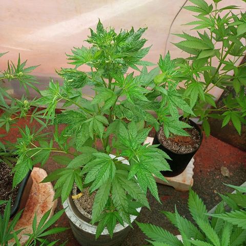 😎🍻 Bludreen CBD  growlog photo: Umidade muito baicha folgar retorcidas 😞 pouca rega também com pouca água alimentei a quantidade de água apliquei Calbor-mag pra ajudar na recuperação 😎🍻