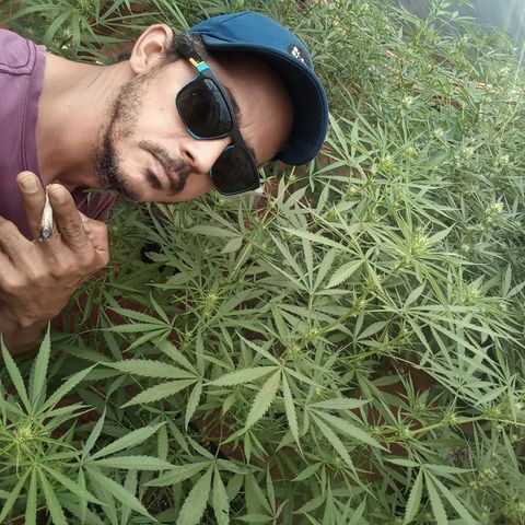 😎 🍻 Sativa 🍁 growlog photo: Demorei atualizar a planta pra flora mas tá aí gatinha a menina 🥰💐💕